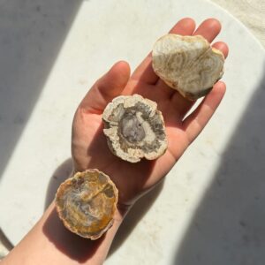 Versteinertes Holz • 230 Millionen Jahre alt • L