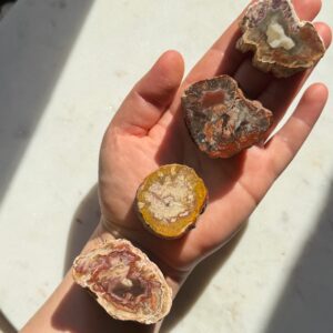 Versteinertes Holz • 230 Millionen Jahre alt • M